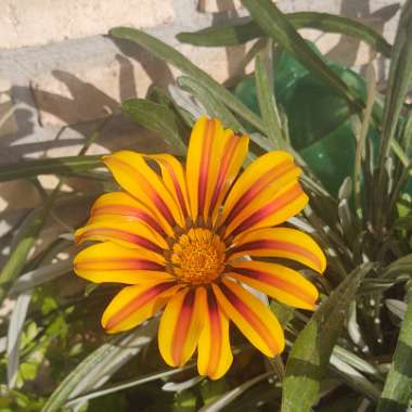 Gazania