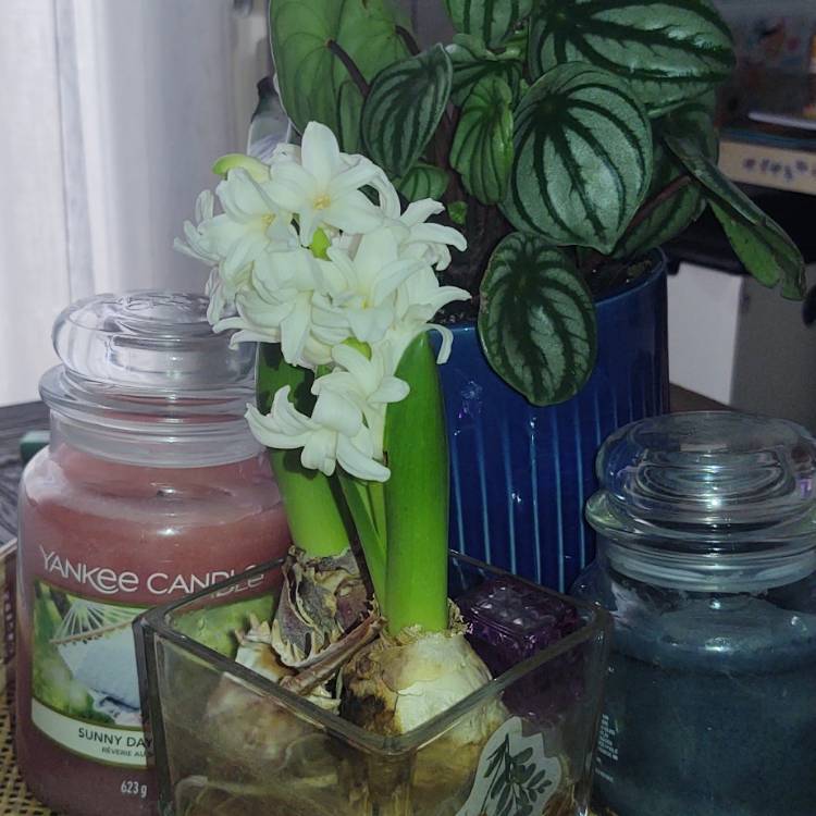 plant image 1562100