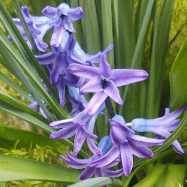 Hyacinthus orientalis 'Anastasia'