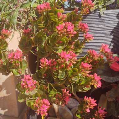 Kalanchoe Blossfeldiana