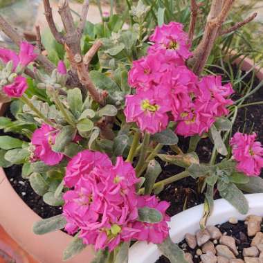 Matthiola Incana  syn. Matthiola incana 'Brompton' ;  Matthiola arborescens