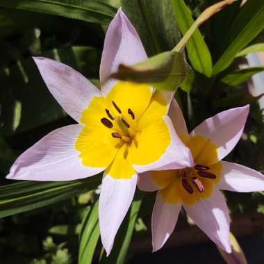 Tulipa saxatilis (Bakeri Group) 'Lilac Wonder'