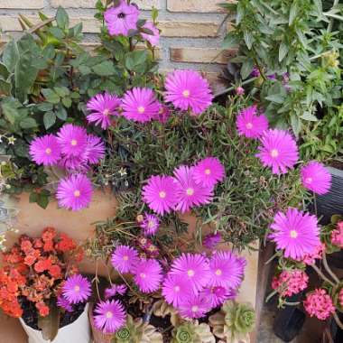 Lampranthus