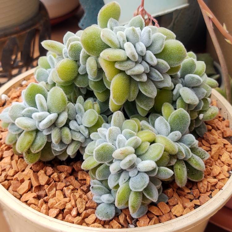 plant image 1578582