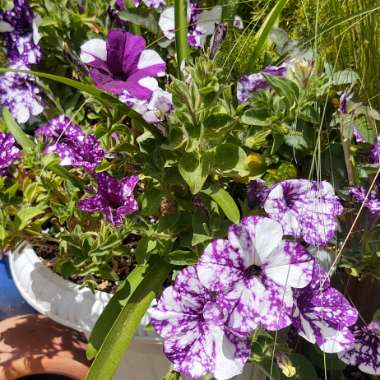 Petunia 'Kleph15313' syn. Petunia 'Night Sky', Petunia 'Headliner Night Sky'