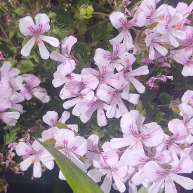 Pelargonium 'Citrosum' syn. Pelagonium citrosum, Pelargonium graveolens 'Citrosum'