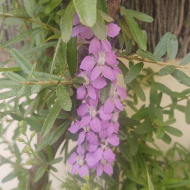 Delphinium Ajacis
