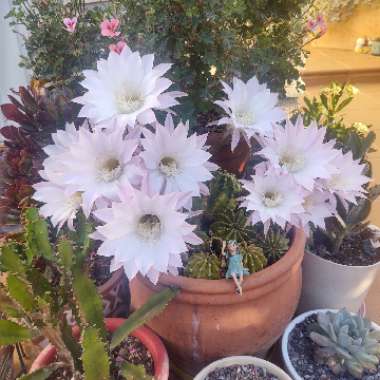 Queru's garden