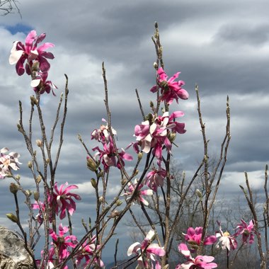 Magnolia