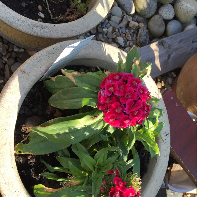 Plant image Dianthus barbatus 'Sweet™ Black Cherry'
