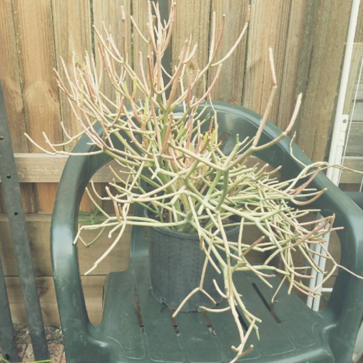 plant image 1199250