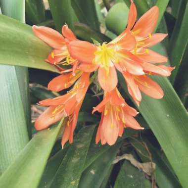 Clivia