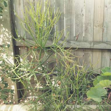 Euphorbia tirucalli 'Rosea'