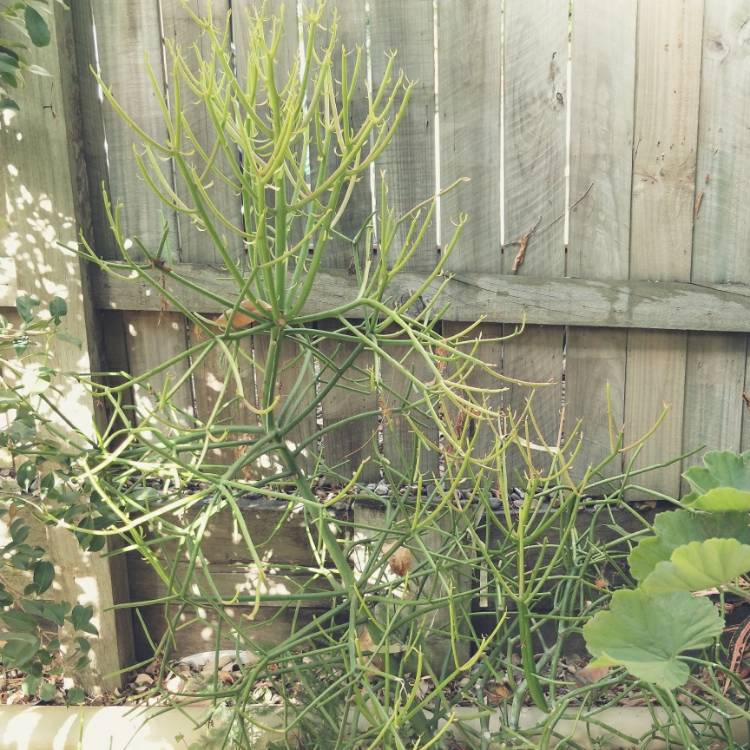 Plant image Euphorbia tirucalli 'Rosea'
