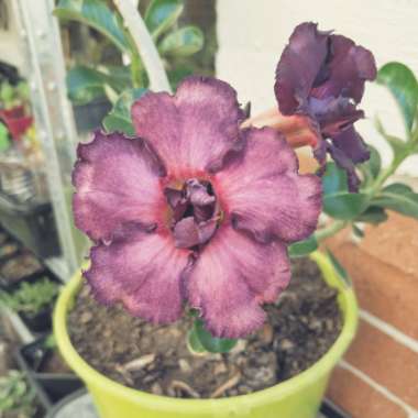 Adenium obesum