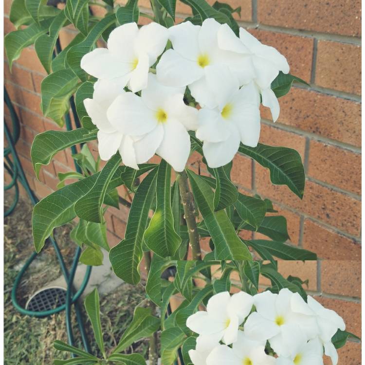plant image 1213790 plant image 1213790