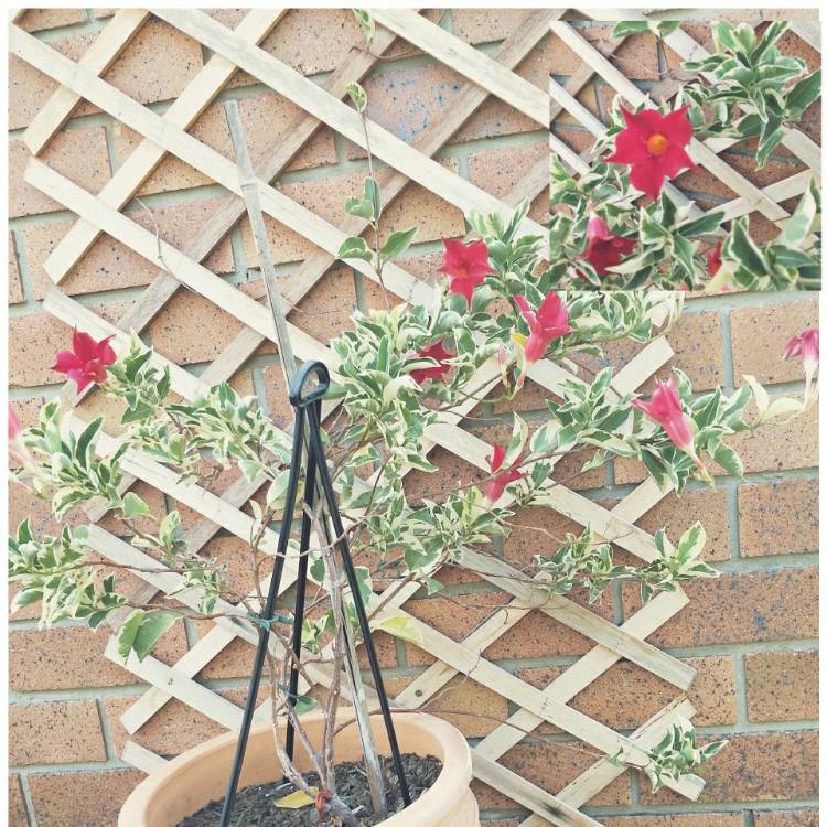 Plant image Mandevilla Sanderi 'Red Riding Hood'