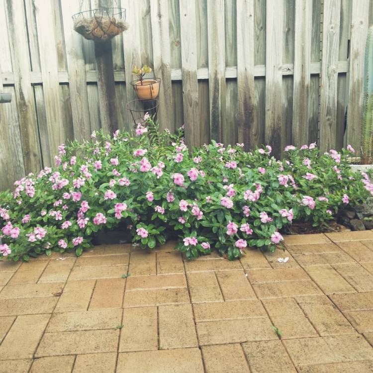 plant image 1213829