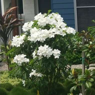 Plumeria pudica