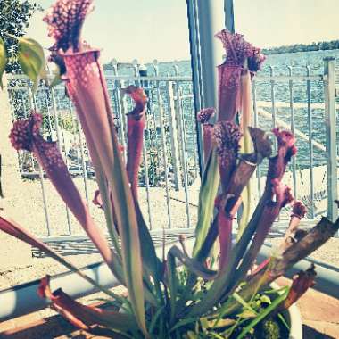 Nepenthes