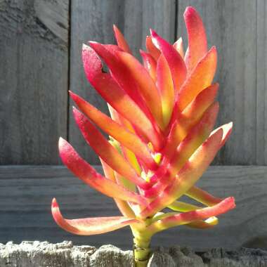 Crassula Coccinea