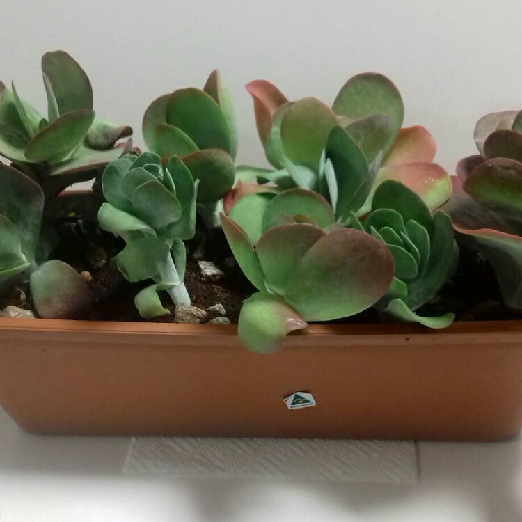 plant image 813958