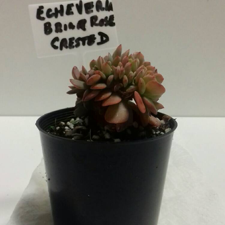 plant image 814069