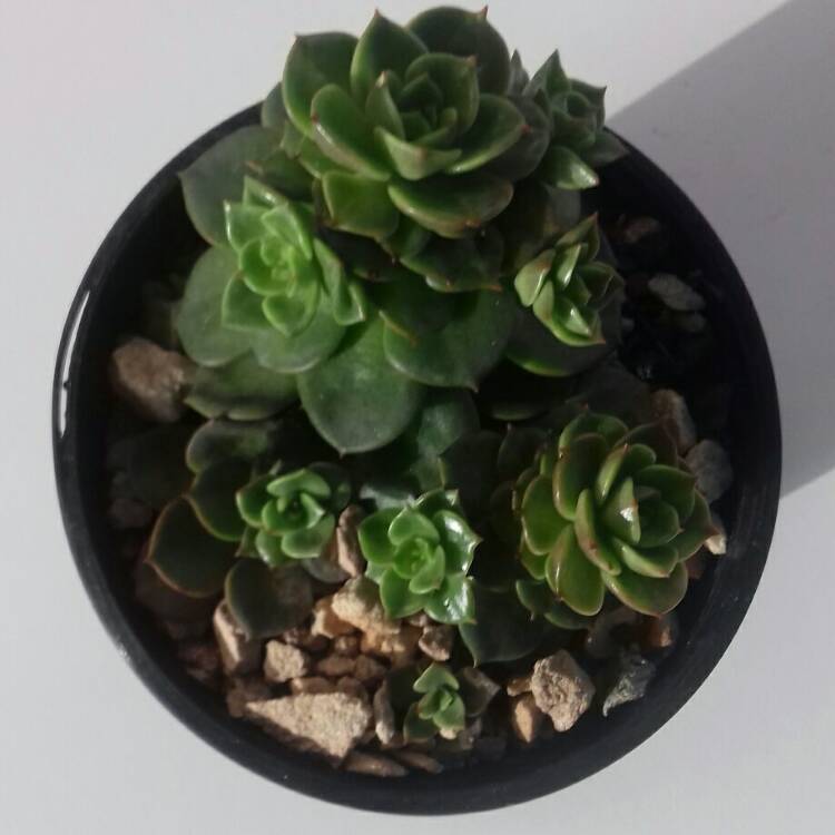 plant image 815870 plant image 815870