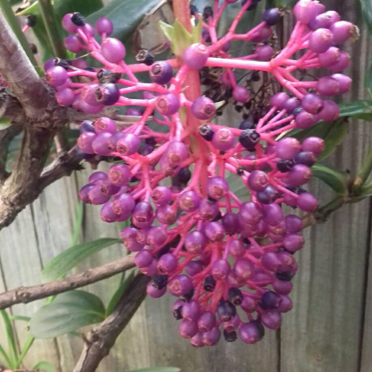 plant image 816045