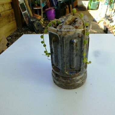 Senecio rowleyanus