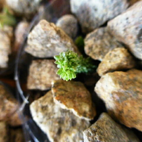Plant image Crassula muscosa monstrosa