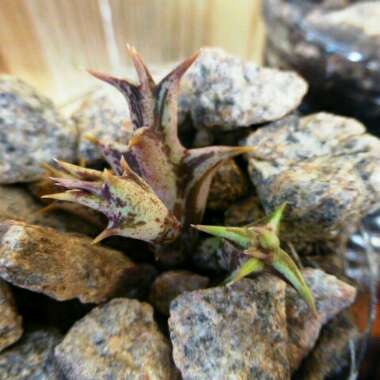 Stapelia dummeri syn. orbea dummeri