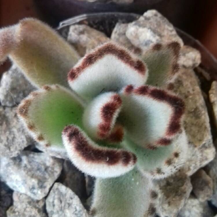 plant image 837779 plant image 837779