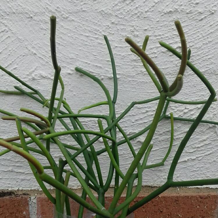 plant image 838012