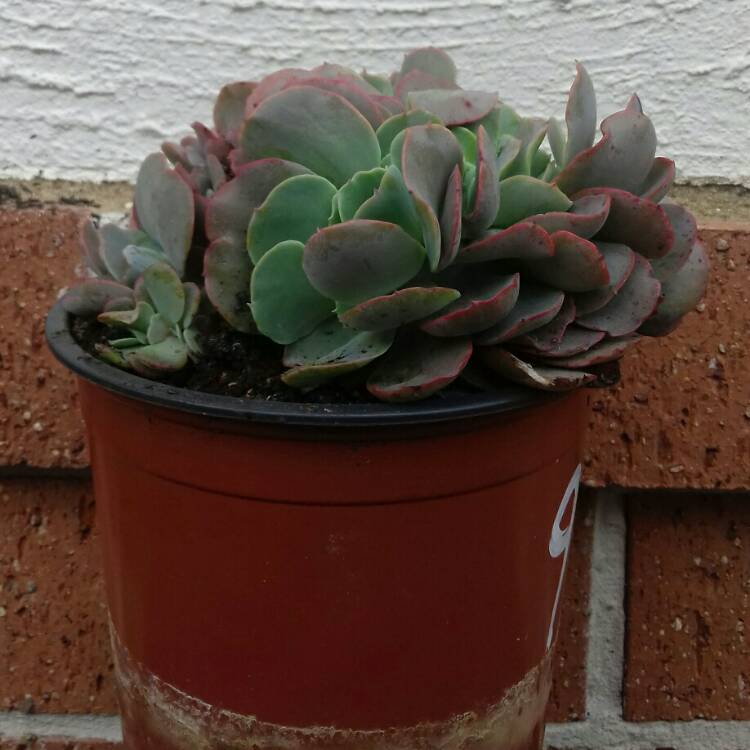 Plant image Echeveria Briar Rose