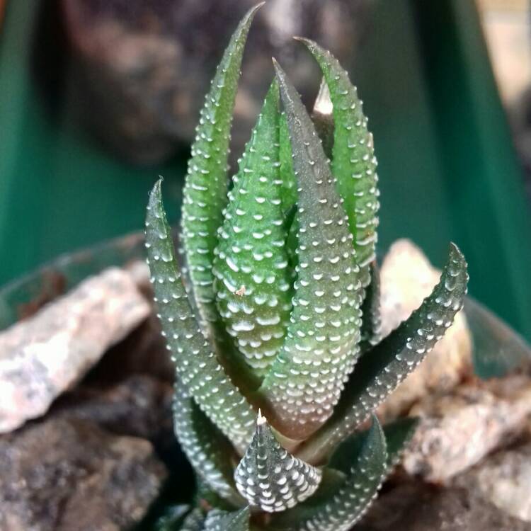 plant image 838753 plant image 838753