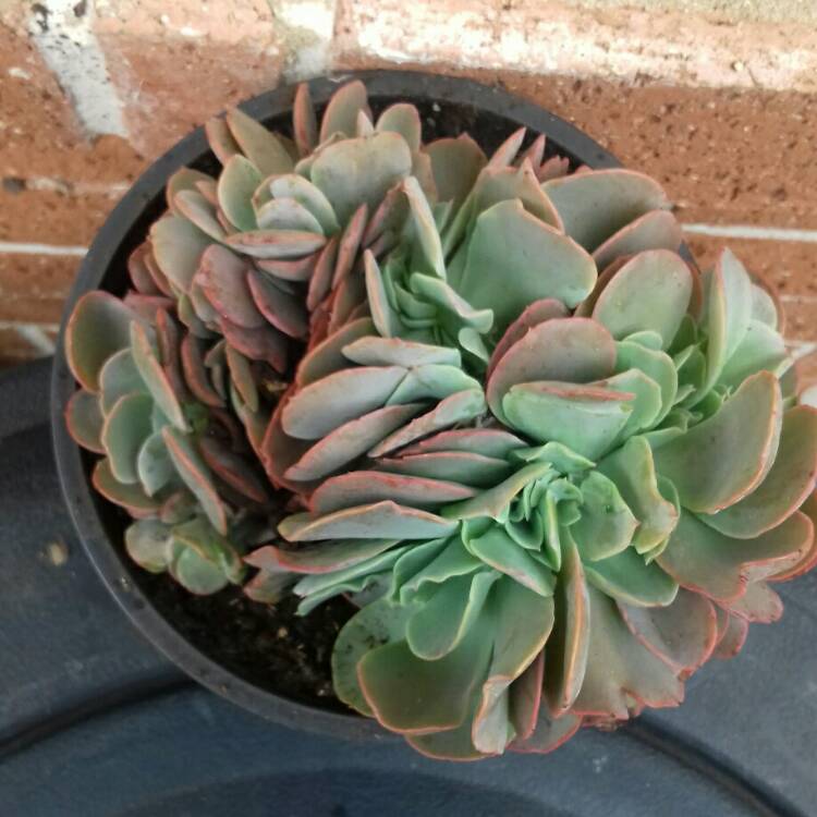 plant image 838858
