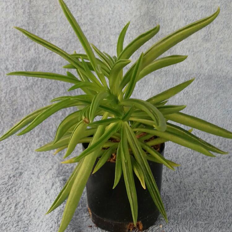 plant image 841356