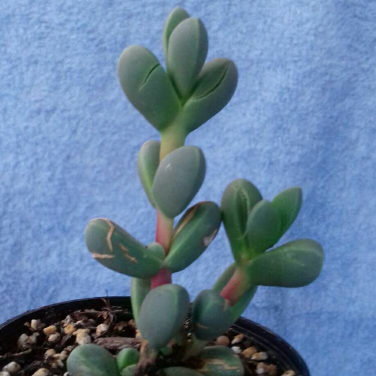 plant image 841417