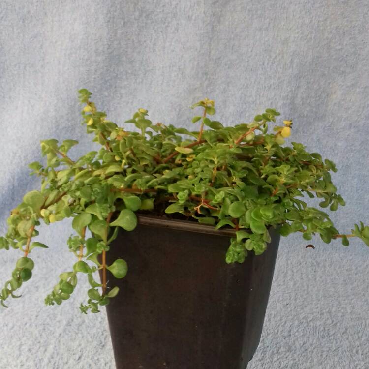 plant image 842021