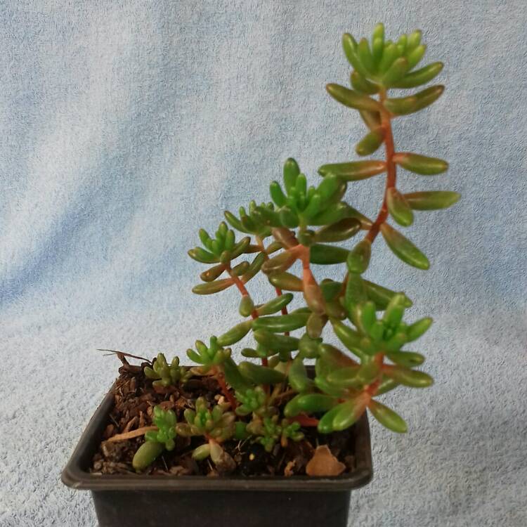 plant image 842040