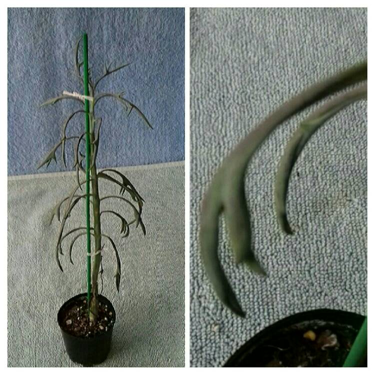 Plant image Senecio 'Elk Horns'