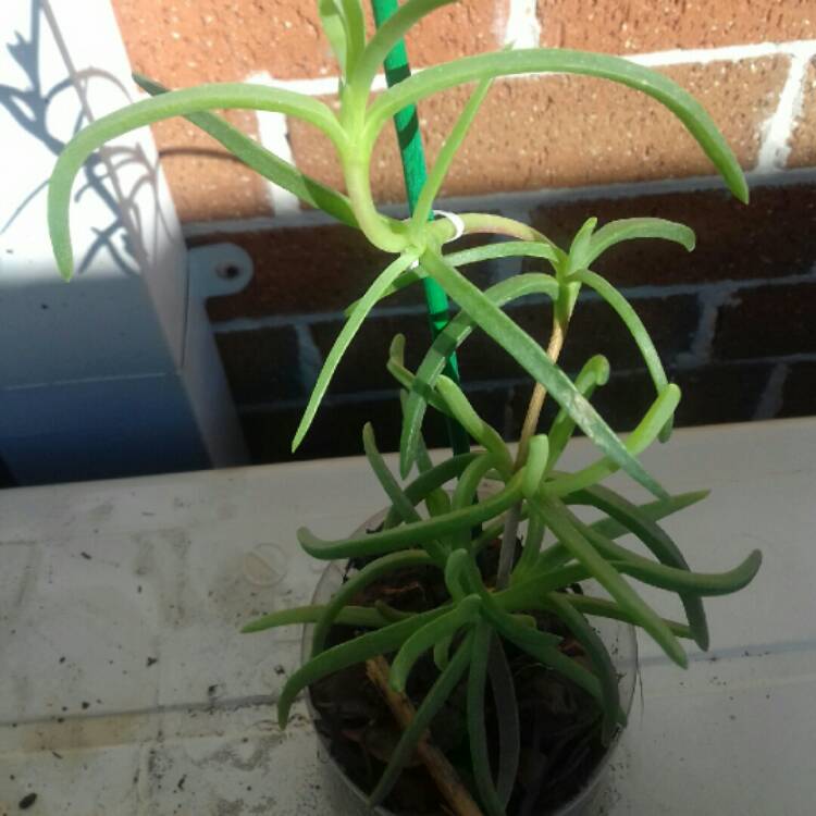 plant image 846674