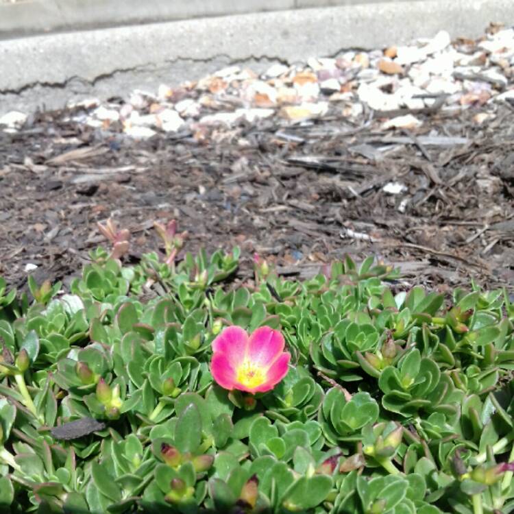 Plant image Portulaca oleracea 'Sun Jewels'