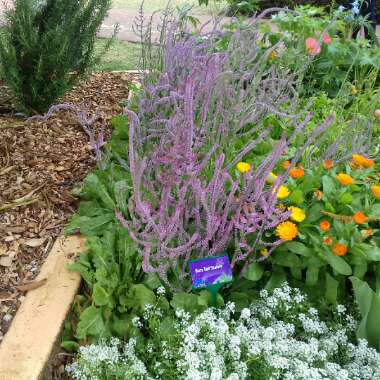 Limonium suworowii