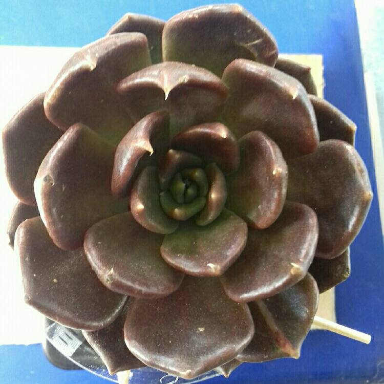 Plant image Echeveria Black Prince Variegata