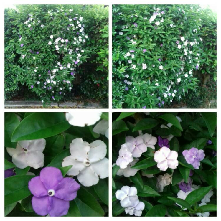 Plant image Brunfelsia grandiflora