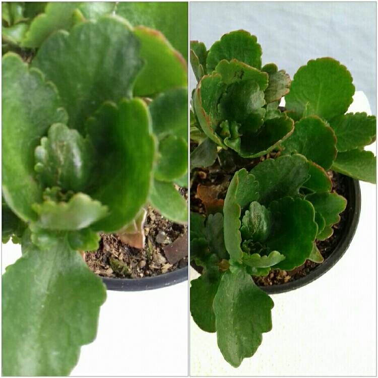 Plant image Kalanchoe Pink Edge