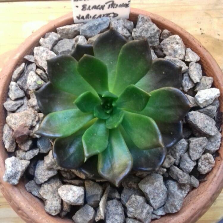 plant image 886343