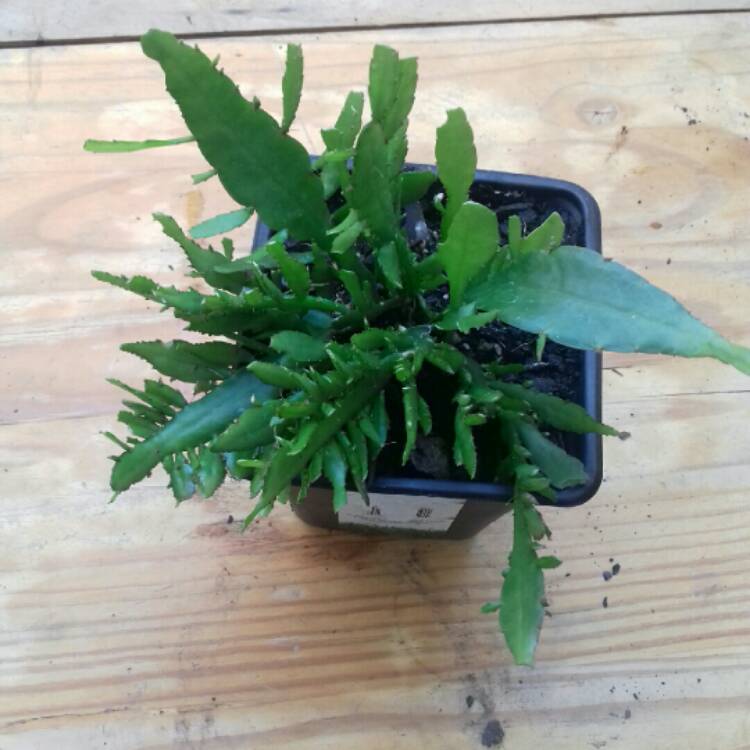 plant image 886359